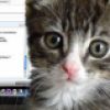 Lolcats <3 - <a href='http://www.flickr.com/photos/joystudios/3019815380/in/photostream'>Photo sous CC-by-SA par Joyce  Bettencourt</a>